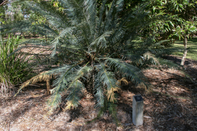 APII jpeg image of Cycas media  © contact APII