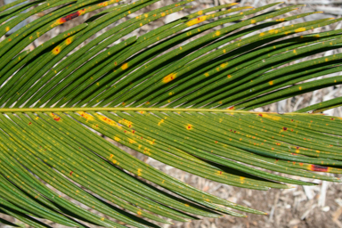 APII jpeg image of Cycas media  © contact APII