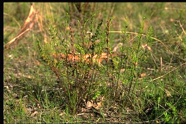 APII jpeg image of Cheilanthes austrotenuifolia  © contact APII