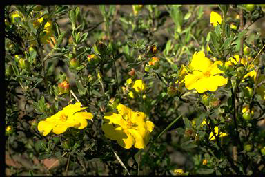 APII jpeg image of Hibbertia obtusifolia  © contact APII