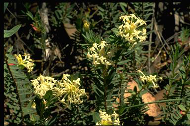APII jpeg image of Pimelea linifolia subsp. linifolia  © contact APII