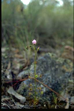 APII jpeg image of Drosera auriculata  © contact APII