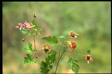 APII jpeg image of Rubus parvifolius  © contact APII