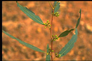 APII jpeg image of Eucalyptus melliodora  © contact APII