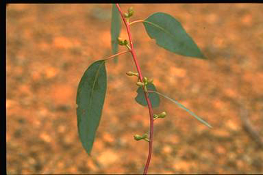 APII jpeg image of Eucalyptus rubida  © contact APII