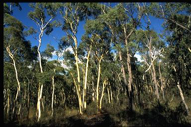 APII jpeg image of Eucalyptus rossii,<br/>Eucalyptus mannifera,<br/>Eucalyptus macrorhyncha  © contact APII