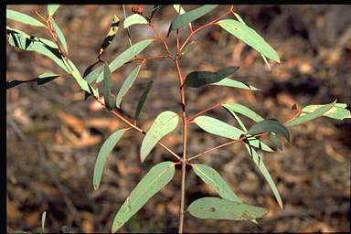 APII jpeg image of Eucalyptus rossii  © contact APII