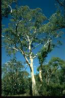 Eucalyptus mannifera - click for a bigger image