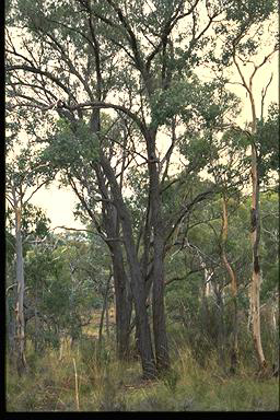 APII jpeg image of Eucalyptus macrorhyncha  © contact APII