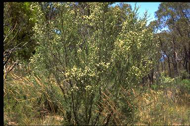 APII jpeg image of Kunzea ericoides  © contact APII