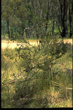 APII jpeg image of Dodonaea viscosa subsp. spathulata ssp. cuneata interg  © contact APII