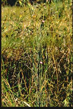 APII jpeg image of Epilobium billardieranum subsp. cinereum  © contact APII