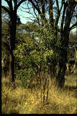 APII jpeg image of Acacia implexa  © contact APII