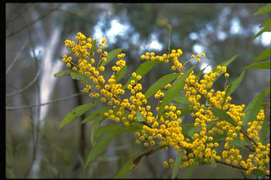 APII jpeg image of Acacia rubida  © contact APII