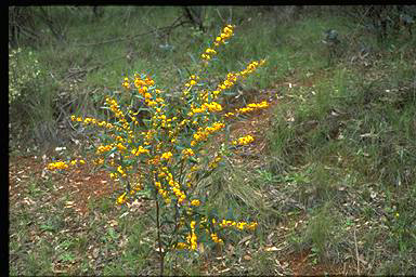 APII jpeg image of Daviesia mimosoides subsp. mimosoides  © contact APII