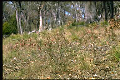 APII jpeg image of Indigofera adesmiifolia  © contact APII