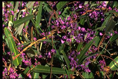 APII jpeg image of Hardenbergia violacea  © contact APII