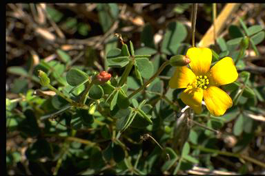 APII jpeg image of Oxalis sp.  © contact APII