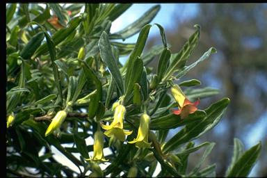 APII jpeg image of Billardiera scandens  © contact APII