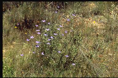 APII jpeg image of Wahlenbergia stricta subsp. stricta  © contact APII