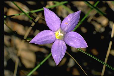 APII jpeg image of Wahlenbergia stricta subsp. stricta  © contact APII