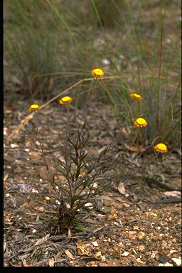 APII jpeg image of Helichrysum collina  © contact APII