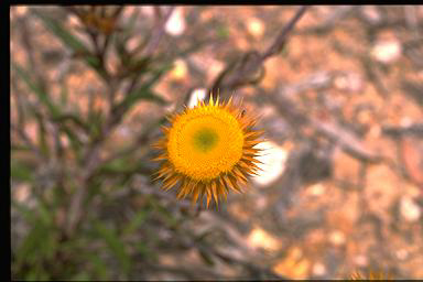 APII jpeg image of Helichrysum collina  © contact APII
