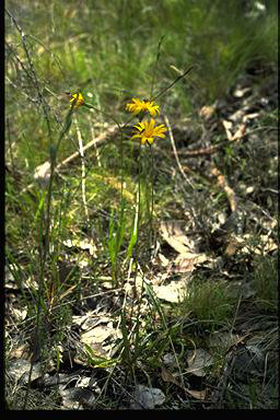 APII jpeg image of Microseris walteri  © contact APII