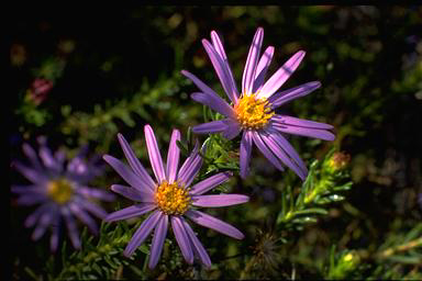 APII jpeg image of Olearia tenuifolia  © contact APII