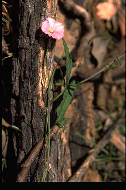 APII jpeg image of Convolvulus erubescens  © contact APII