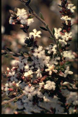 APII jpeg image of Leucopogon attenuatus  © contact APII
