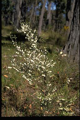 APII jpeg image of Leucopogon fletcheri var. brevisepalus  © contact APII