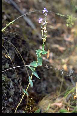 APII jpeg image of Veronica perfoliata  © contact APII