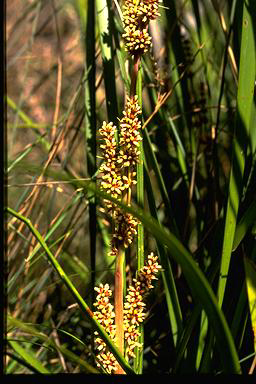 APII jpeg image of Lomandra longifolia  © contact APII