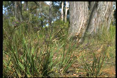 APII jpeg image of Dianella revoluta subsp. revoluta  © contact APII