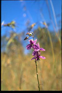 APII jpeg image of Arthropodium fimbriatum  © contact APII