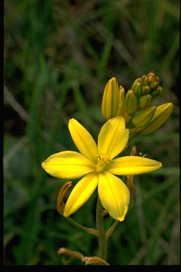 APII jpeg image of Bulbine bulbosa  © contact APII