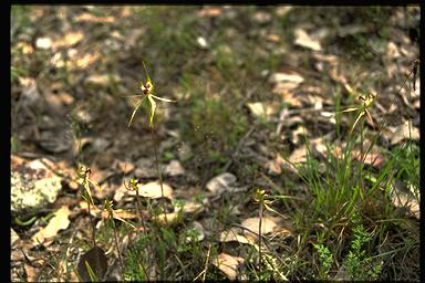 APII jpeg image of Caladenia tentaculata subsp.  © contact APII