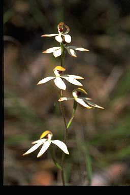 APII jpeg image of Caladenia cucullata  © contact APII