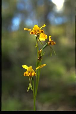 APII jpeg image of Diuris semilunulata  © contact APII