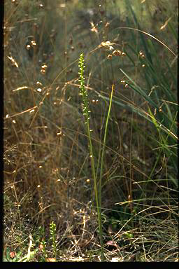 APII jpeg image of Microtis parvifolia  © contact APII