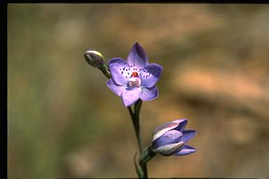 APII jpeg image of Thelymitra ixioides subsp.  © contact APII