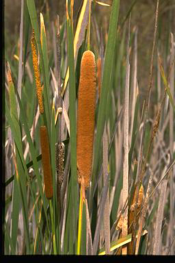 APII jpeg image of Typha orientalis  © contact APII