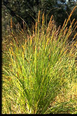 APII jpeg image of Carex appressa  © contact APII