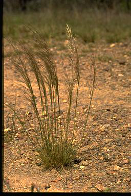 APII jpeg image of Austrostipa scabra subsp. falcata  © contact APII