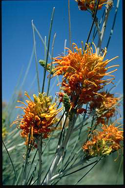 APII jpeg image of Grevillea juncifolia  © contact APII
