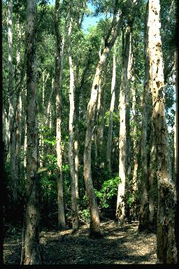 APII jpeg image of Melaleuca cajuputi  © contact APII