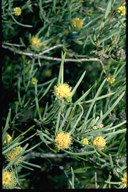 APII jpeg image of Melaleuca glomerata  © contact APII