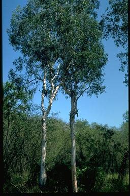 APII jpeg image of Melaleuca leucadendra  © contact APII