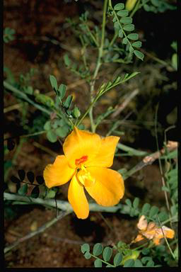 APII jpeg image of Petalostylis cassioides  © contact APII